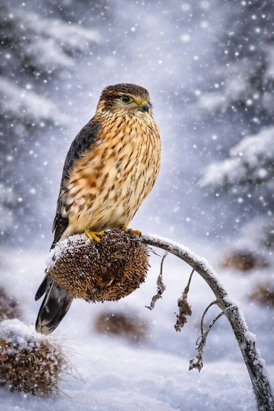 Дербник фото превью