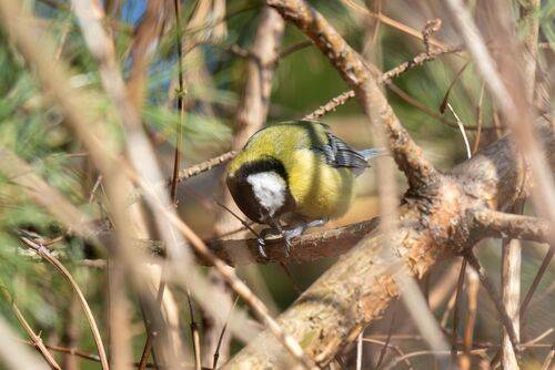 Маленькая история про большую синицу и её добычу