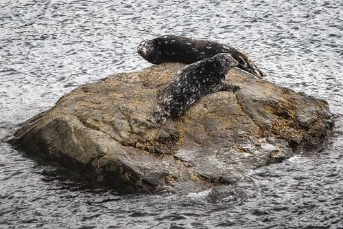 Лежбище антуров в бухте Торная
