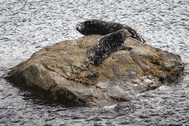 Лежбище антуров в бухте Торная фото превью