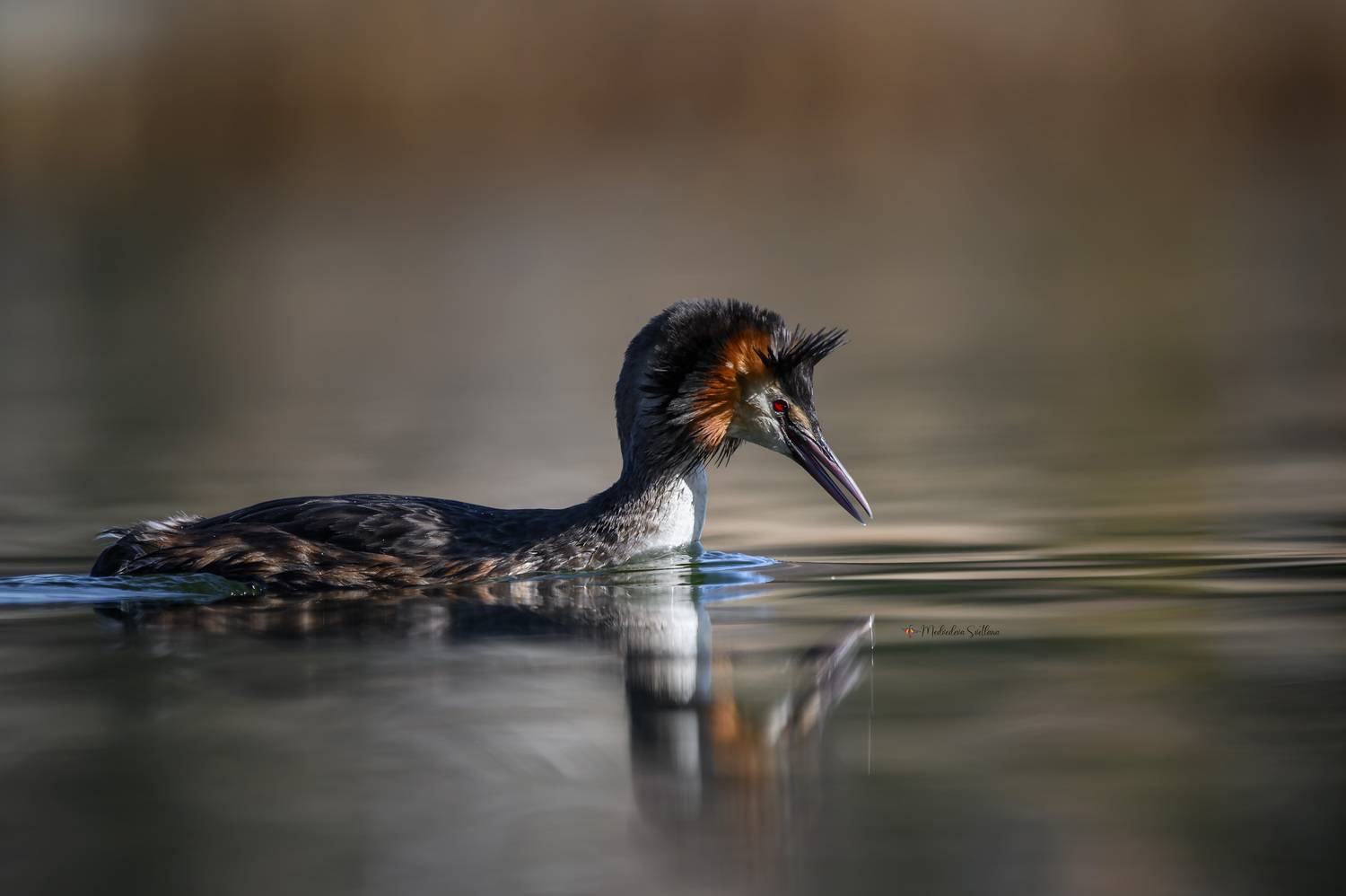 фотоохота, птица, чомга, поганка, Медведева Светлана
