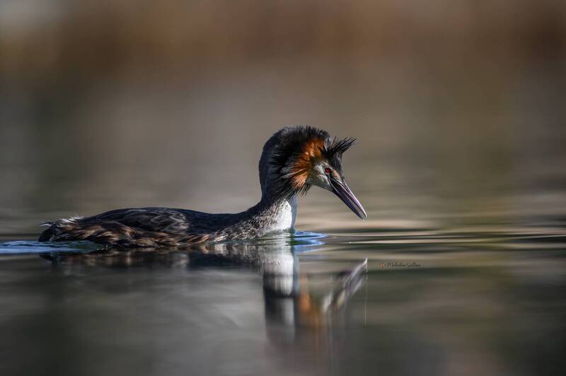 фотоохота, птица, чомга, поганка Ну чем не красотка? фото превью