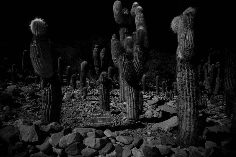 Los Cardones -Identidad en la Oscuridad- фото превью