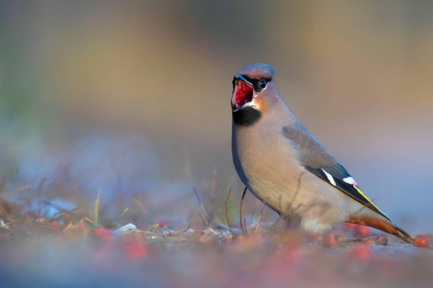 свиристель, птицы, Ruslan Pl
