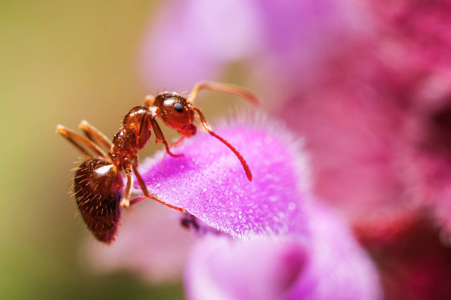 , Сергей Тихомиров