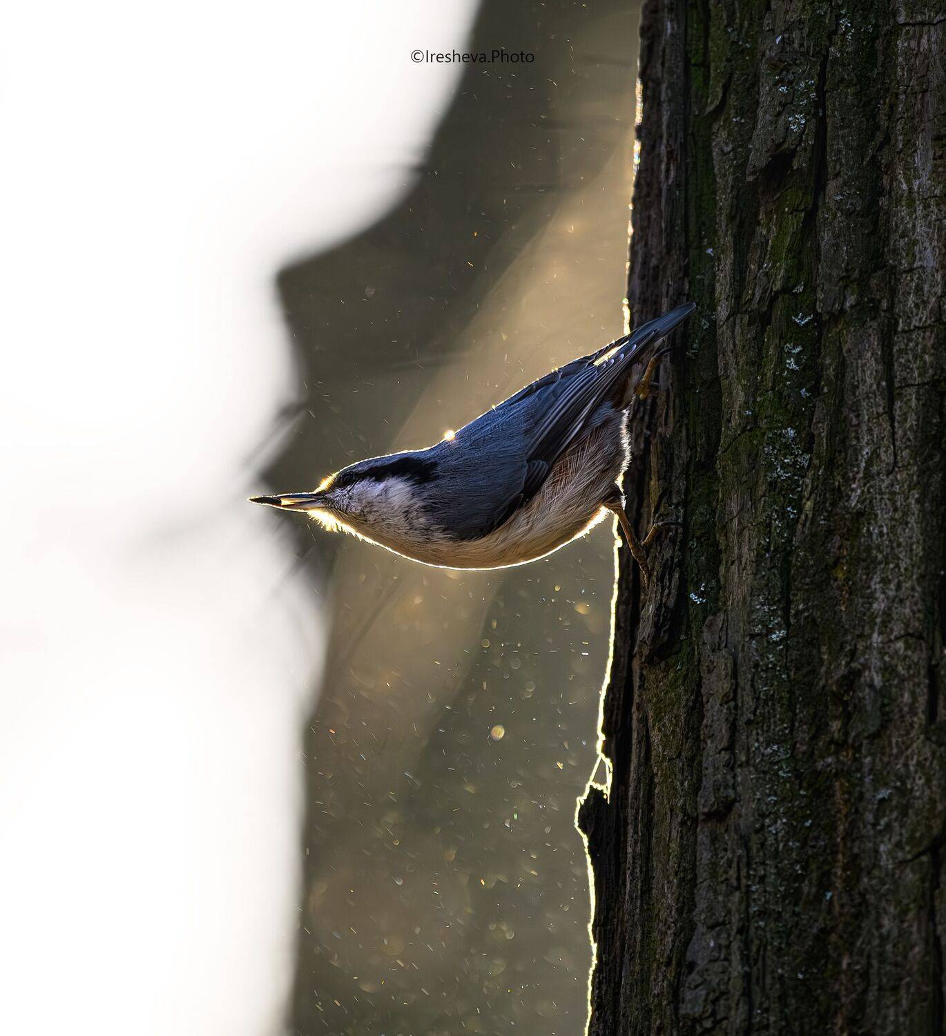 Поползень, птица, Ирешева Мария