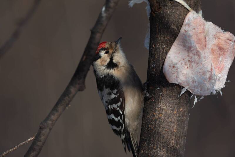 дятел, малый пёстрый дятел, мпд, малый дятел, дятлы, птица, птицы, лес, зима, февраль, природа, фотоохота, новосибирск, бор, солнце Малый дятел фото превью