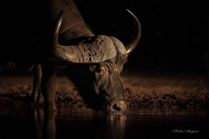 На водопое... фото превью