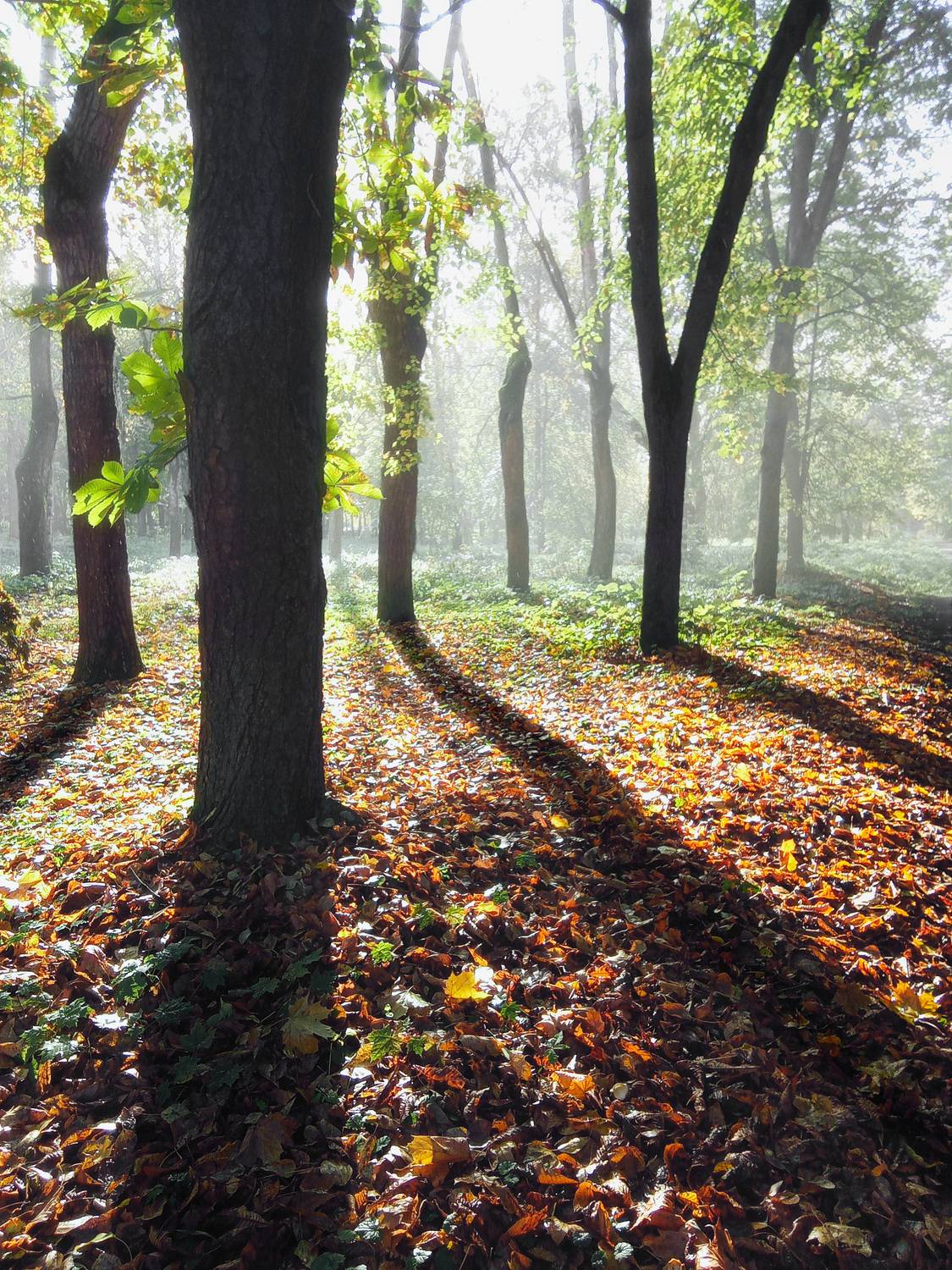 деревья, свет, тени, осень, Валерий Вождаев