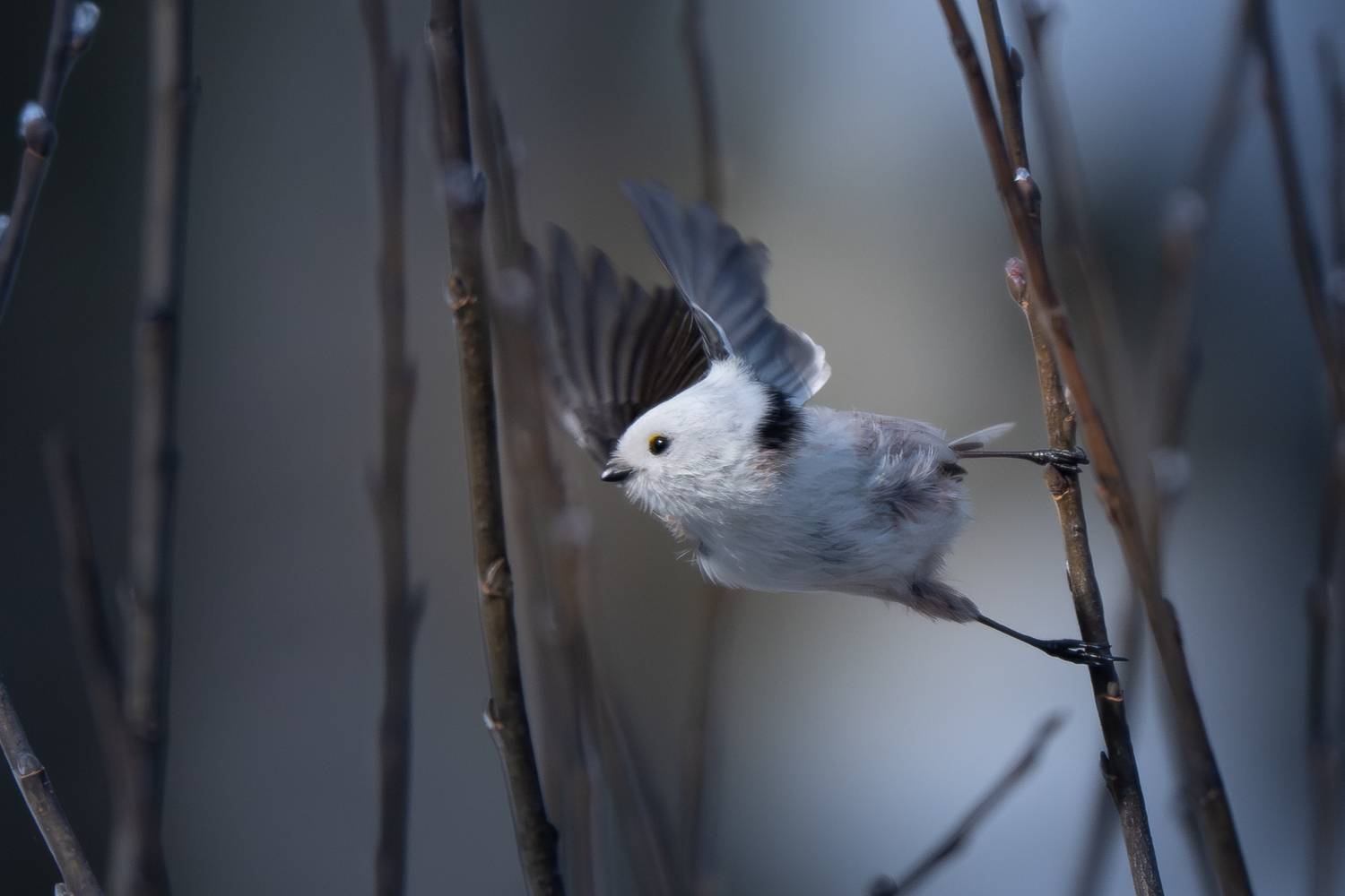 , Ширгин Сергей