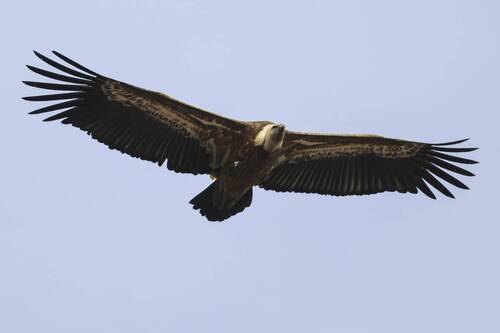 Белоголовый Сип..