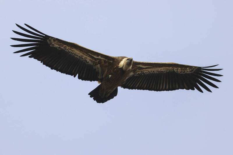 гриф, белоголовый сип, падальщик Белоголовый Сип.. фото превью