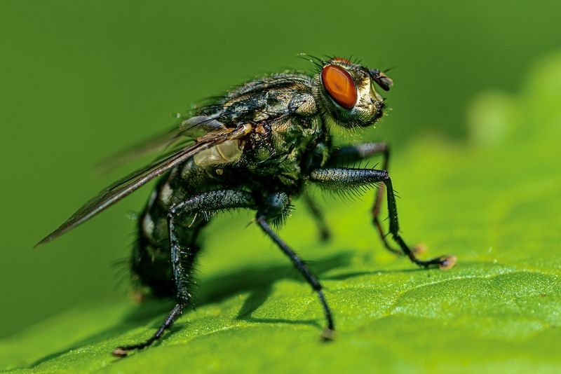 macro, fly  фото превью