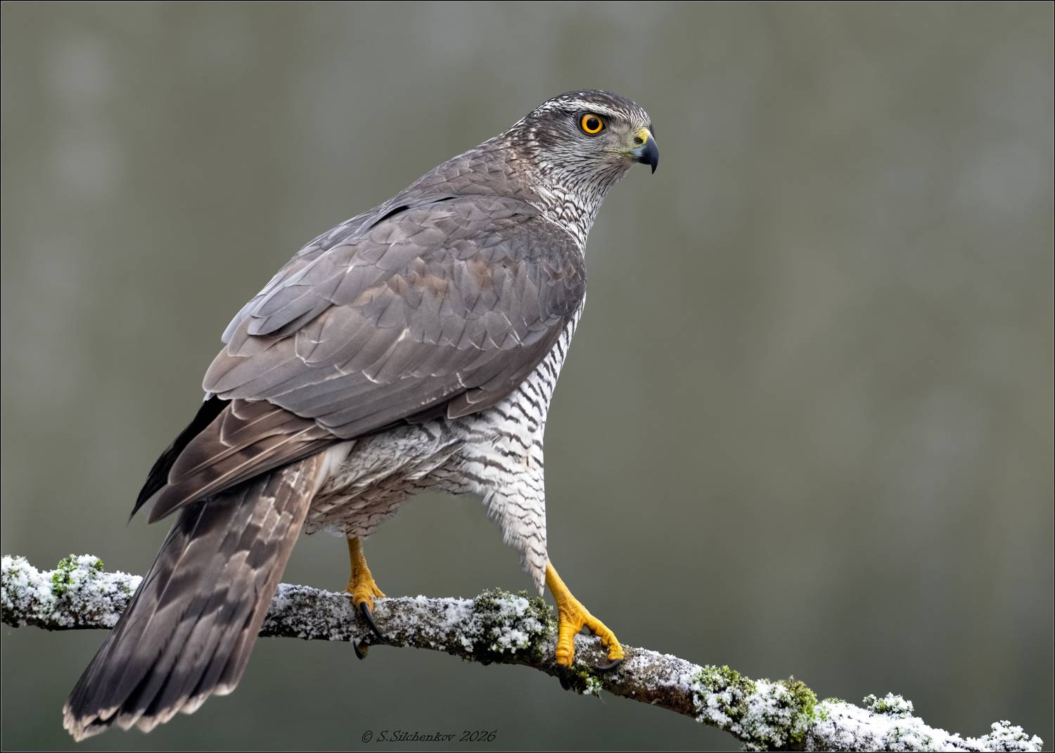 , Сергей Сильченков