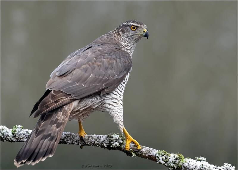 ястреб-тетеревятник фото превью