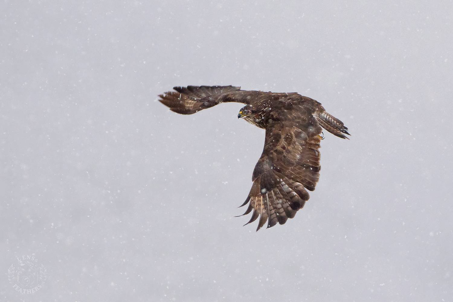 , Евгени Стефанов