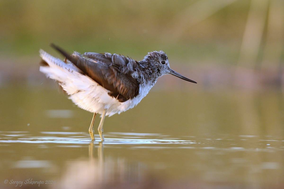 , Сергей Шкарупо