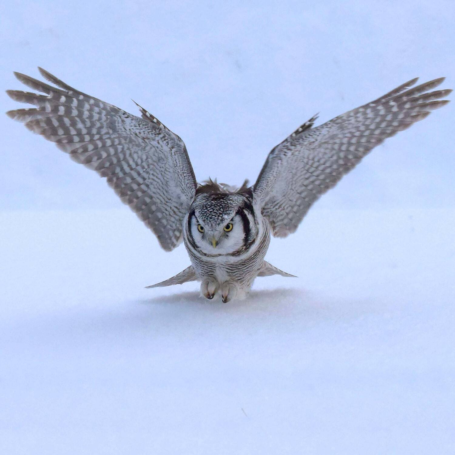 , Белоусов Михаил