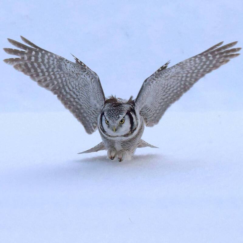 Сейчас не промахнусь! фото превью