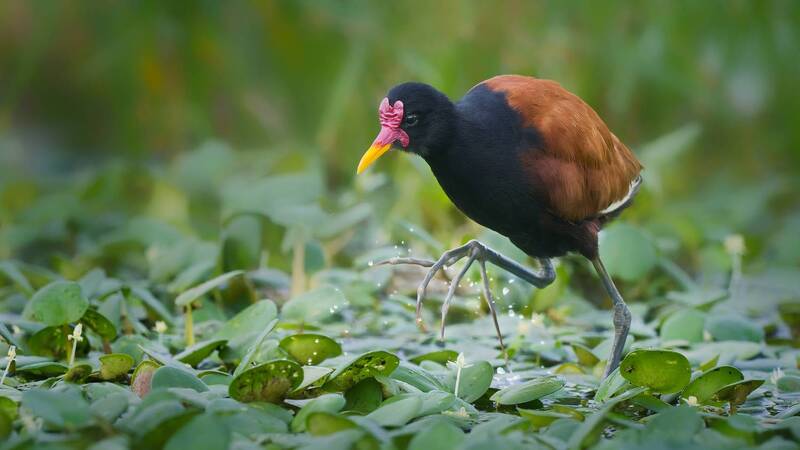 Амазонка фото превью