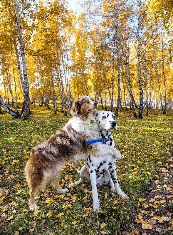 Друзья фото превью