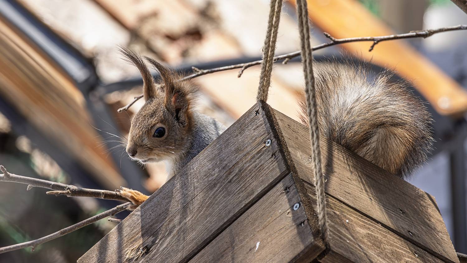 белка, Лобанов Александр