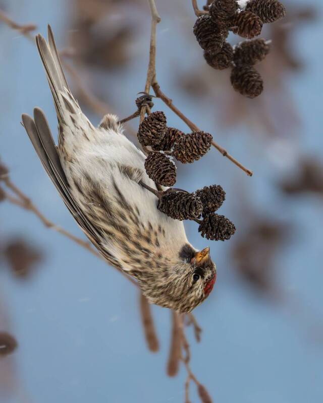 чечетка, птицы Чечетка фото превью