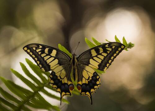 Papilio machaon