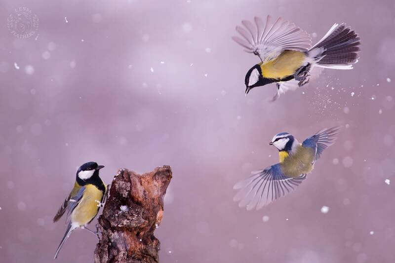 Lens and Feathers фото превью