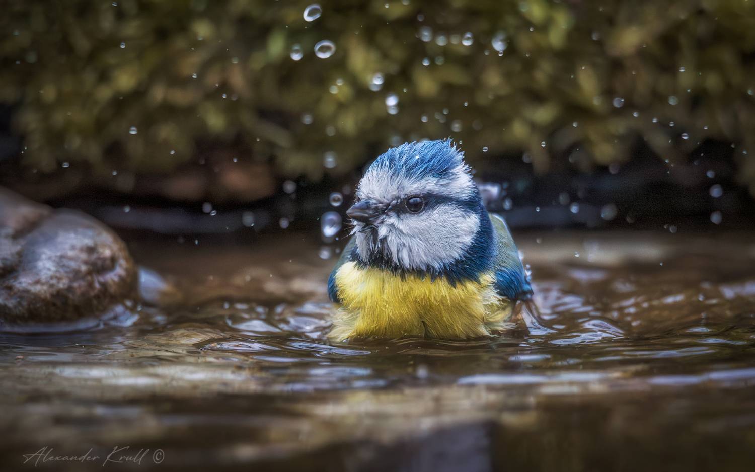 синица, лазоревка, обыкновенная лазоревка, cyanistes caeruleus, Круль Александр