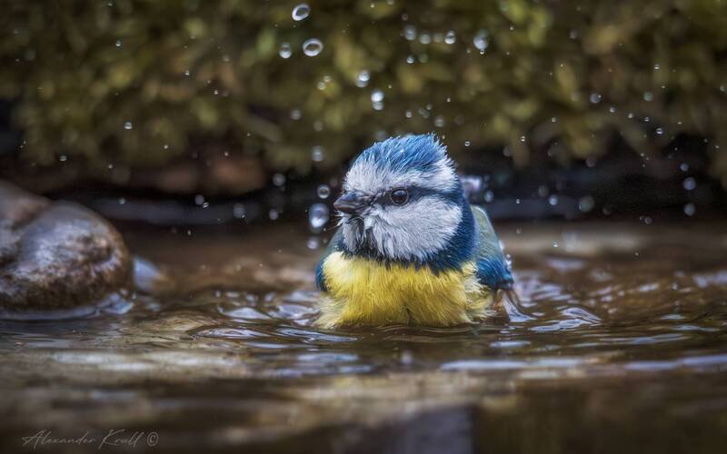 синица, лазоревка, обыкновенная лазоревка, cyanistes caeruleus Купаться подано! фото превью