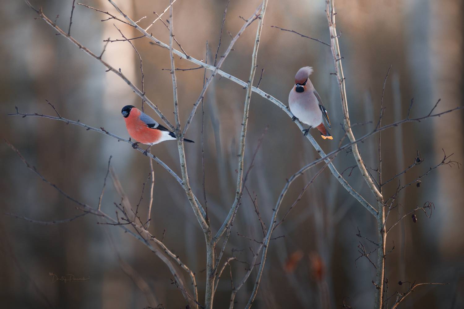 лес, поля, огороды, природа, птицы, животные, макро, Дмитрий Посевич