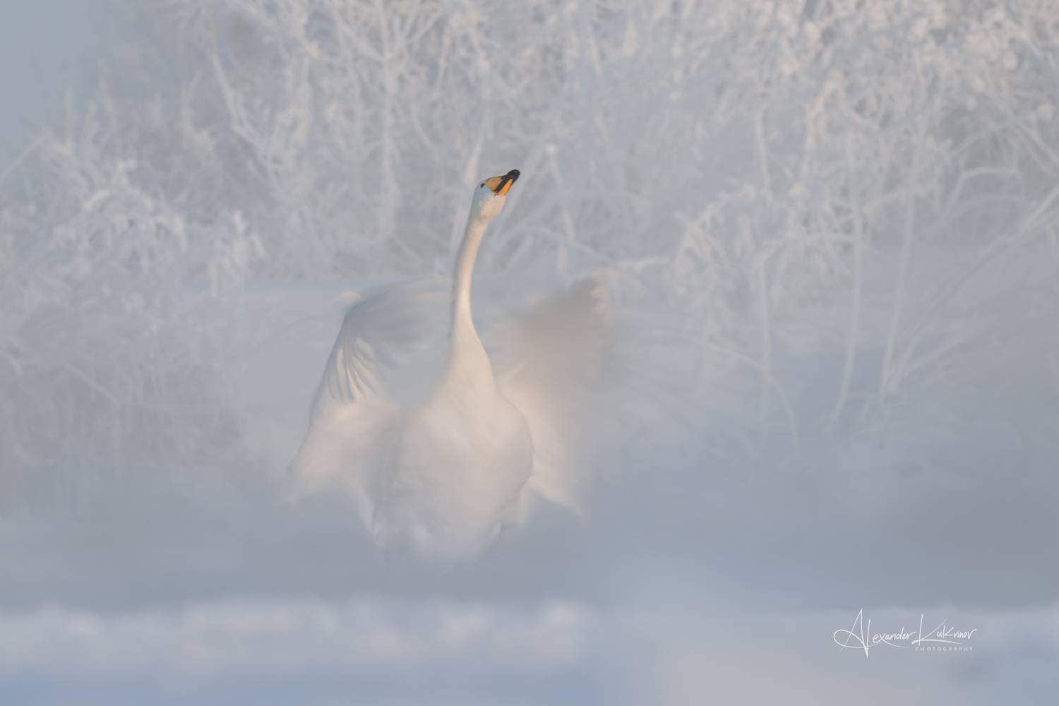 лебеди, алтай, Александр Кукринов