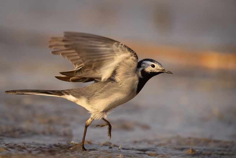 Wagtail фото превью