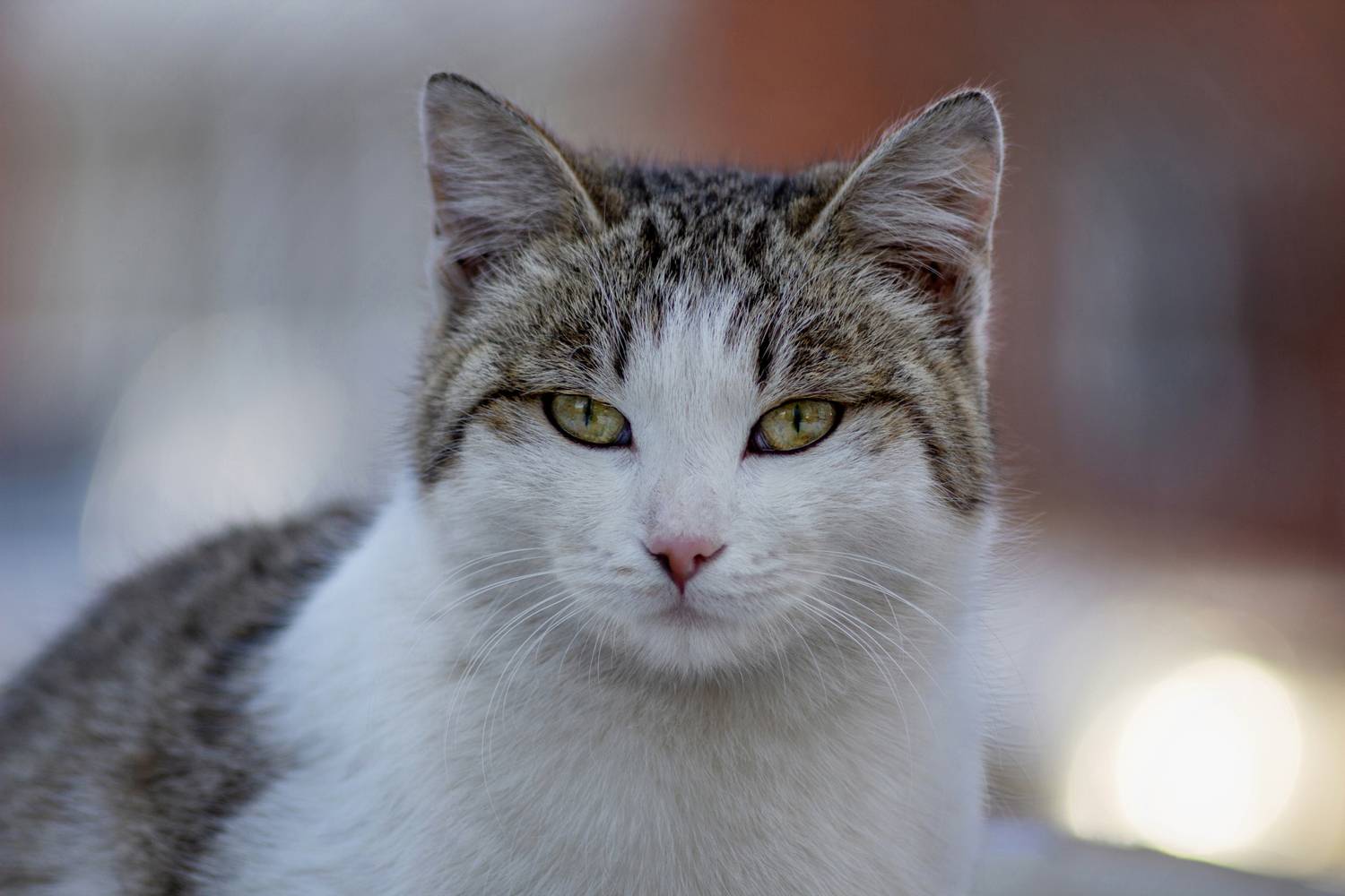 кошка, Александр Канцур