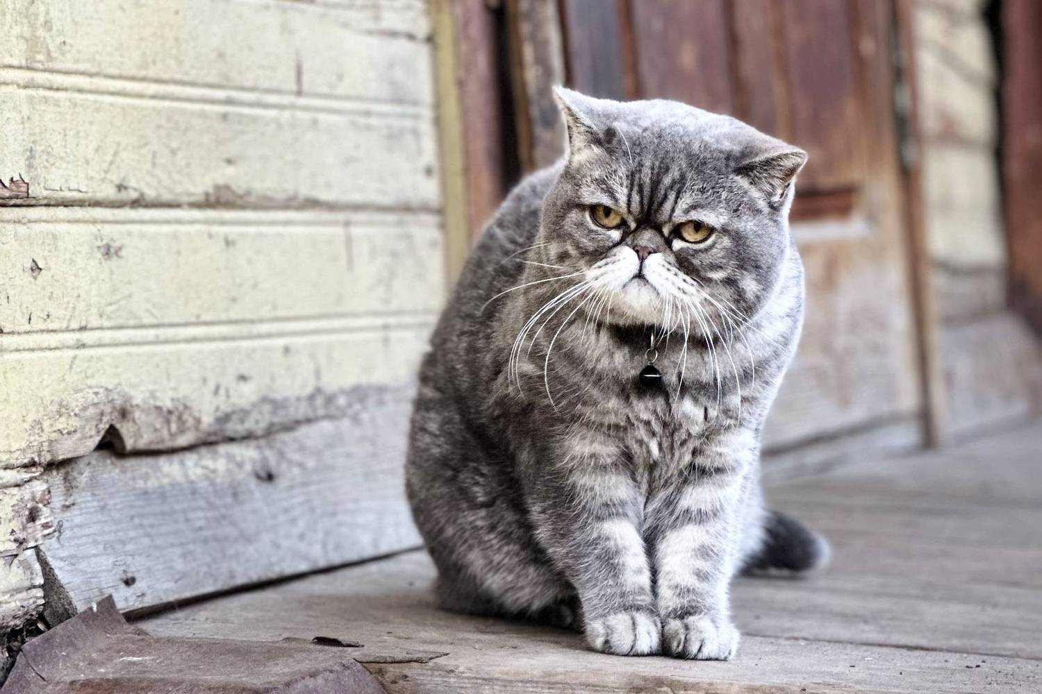 кот, грустный, Александр Филатов