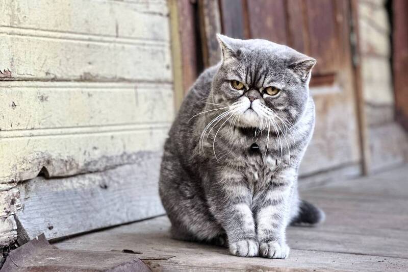 кот, грустный Мне уже этот мир абсолютно понятен, и я здесь ищу только одного: покоя, умиротворения и вот этой гармонии от слияния с бесконечно вечным фото превью