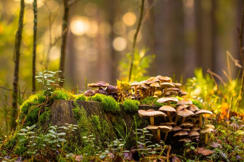 .... фото превью