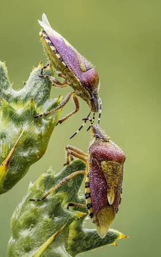 Клоп Щитник ягодный (Dolycoris baccarum)