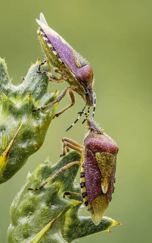 клоп, щитник ягодный Клоп Щитник ягодный (Dolycoris baccarum) фото превью