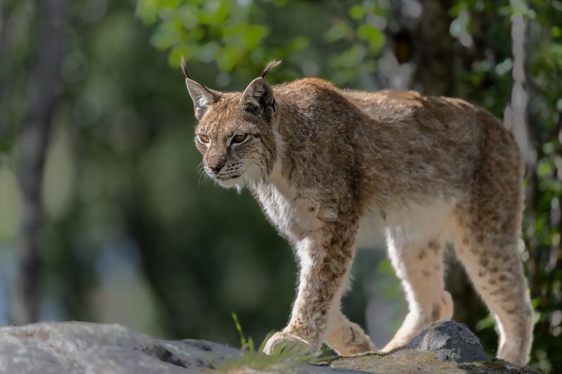 Eurasian lynx фото превью
