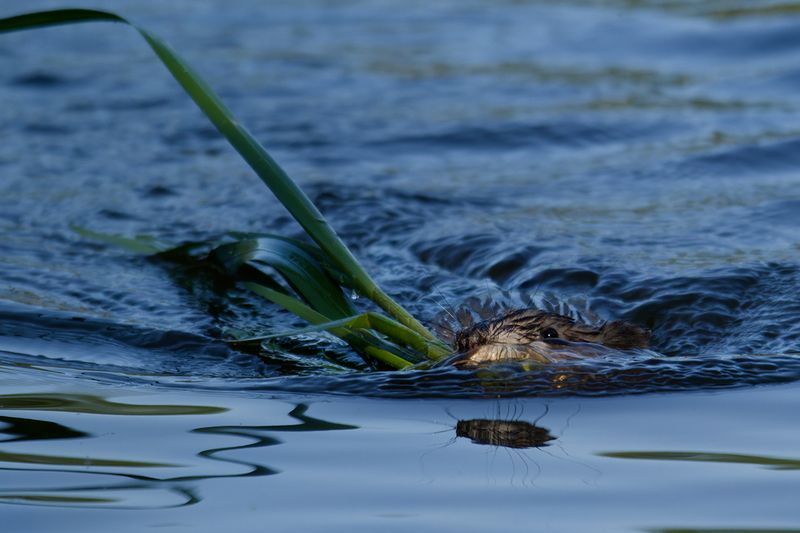 ондатра, ondatrazibethicus, мускуснаякрыса, Калининград Ондатра с добычей фото превью