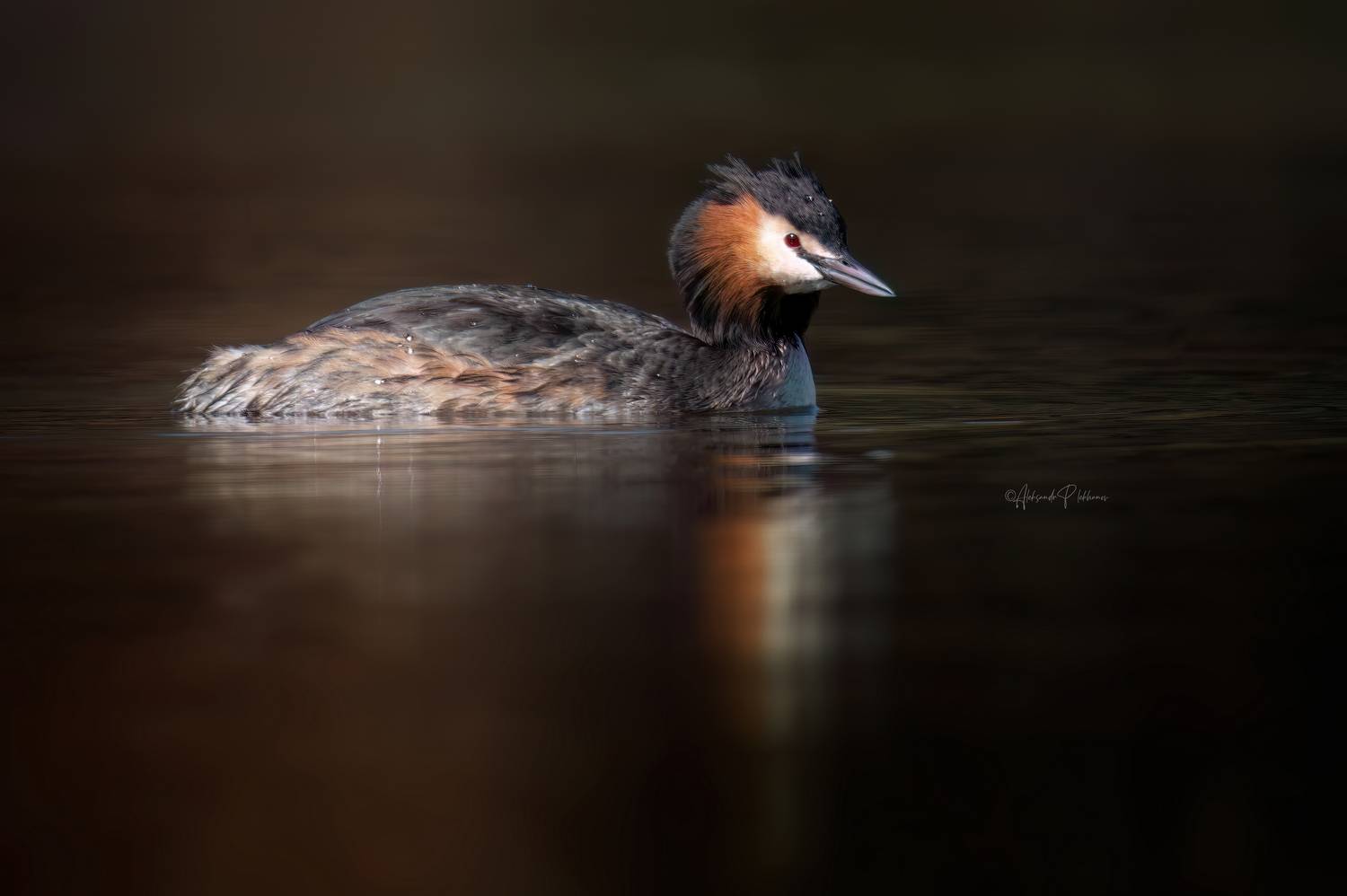 , Плеханов Александр