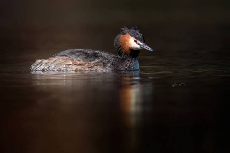 Живая природа фото превью