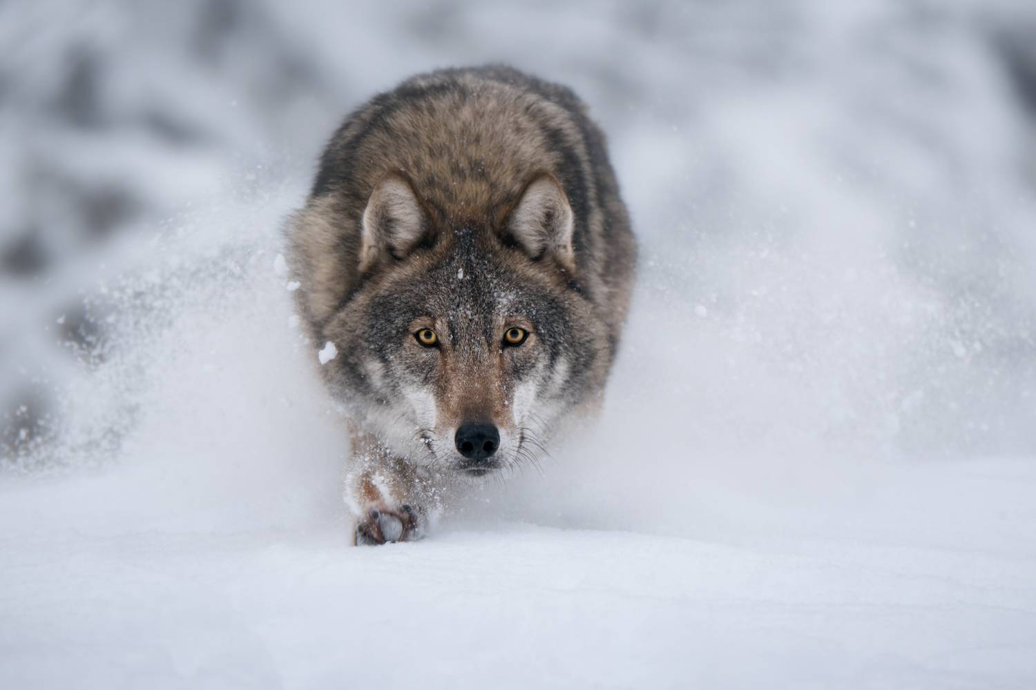 wolf, winter, snow, wildlife, predator, running, stalking, hunting, nature, animal, mammal, wild, fur, chase, tracking, stealth, portrait, movement, cold, wilderness, alpha, волк, зима, снег, хищник, охота, природа, животные, альфа, красный бор, Андрей