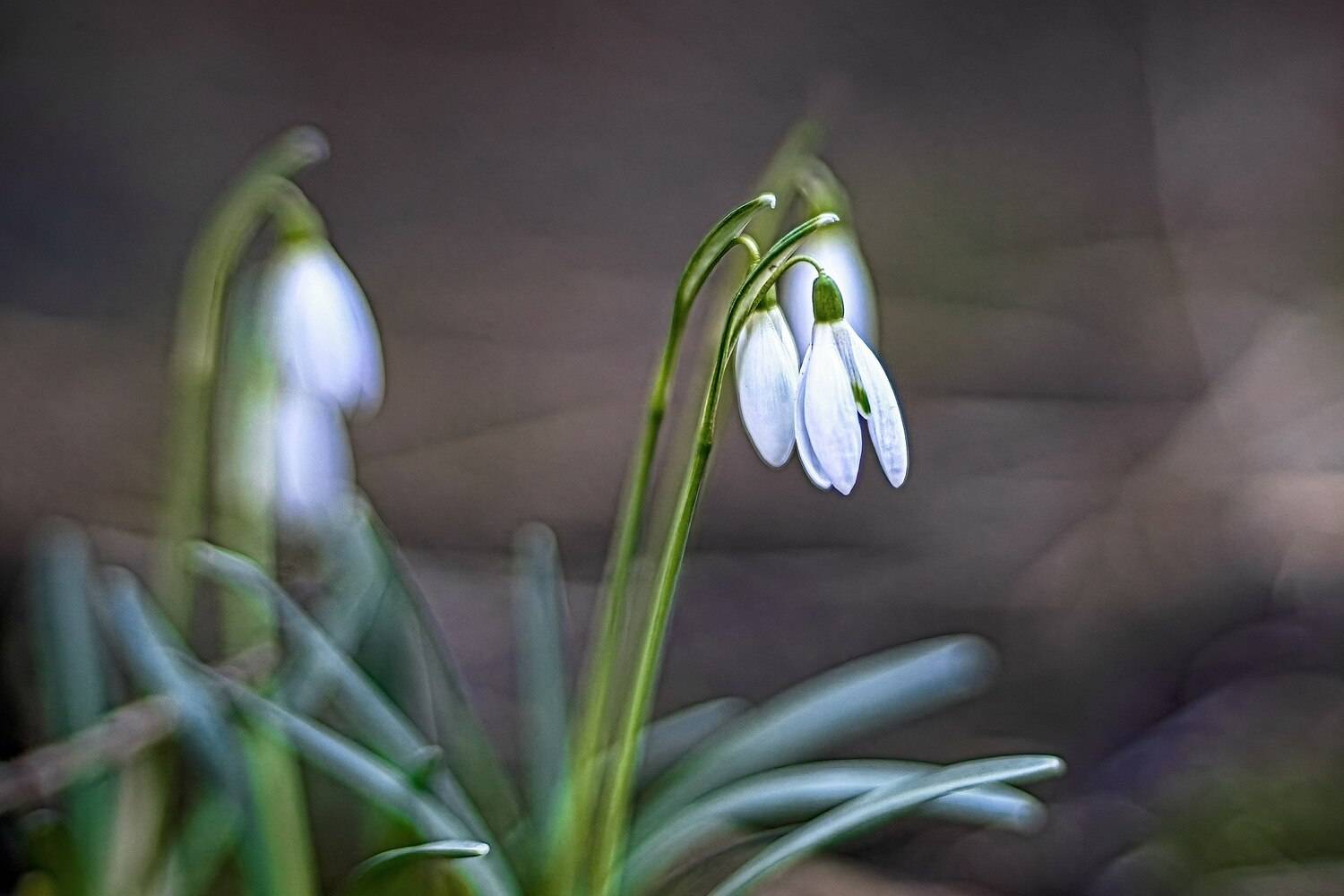 , Орлов Олег