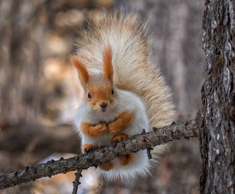 белка, лес Мимо не пройти! (2 фото) фото превью