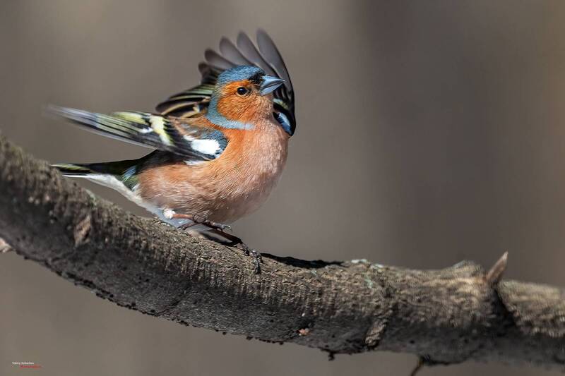 Зяблик фото превью