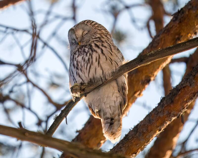 длиннохвостая неясыть, уральская неясыть, неясыть, птицы сибири, бердвочинг, совы Не шалю, никого не трогаю, починяю примус... Длиннохвостая или уральская неясыть / Strix uralensis фото превью