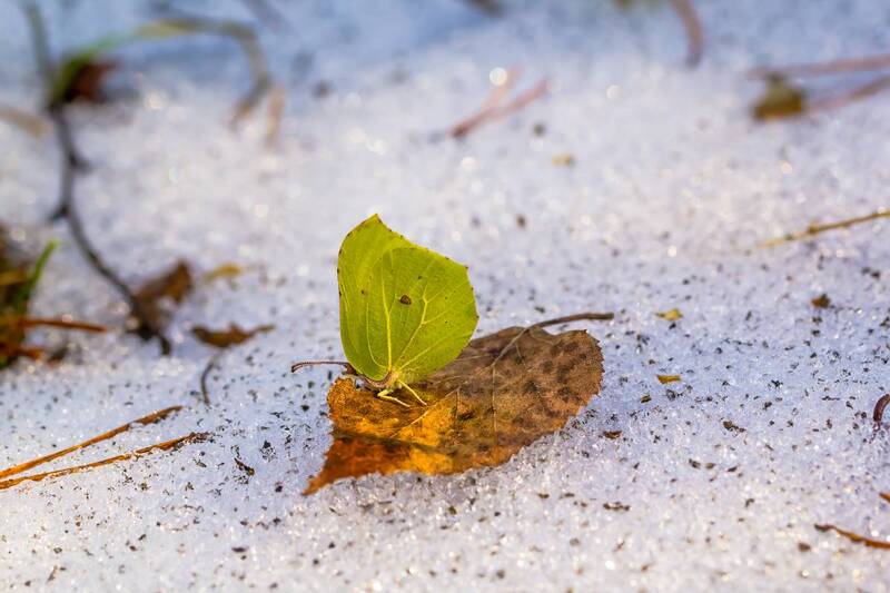 .... фото превью